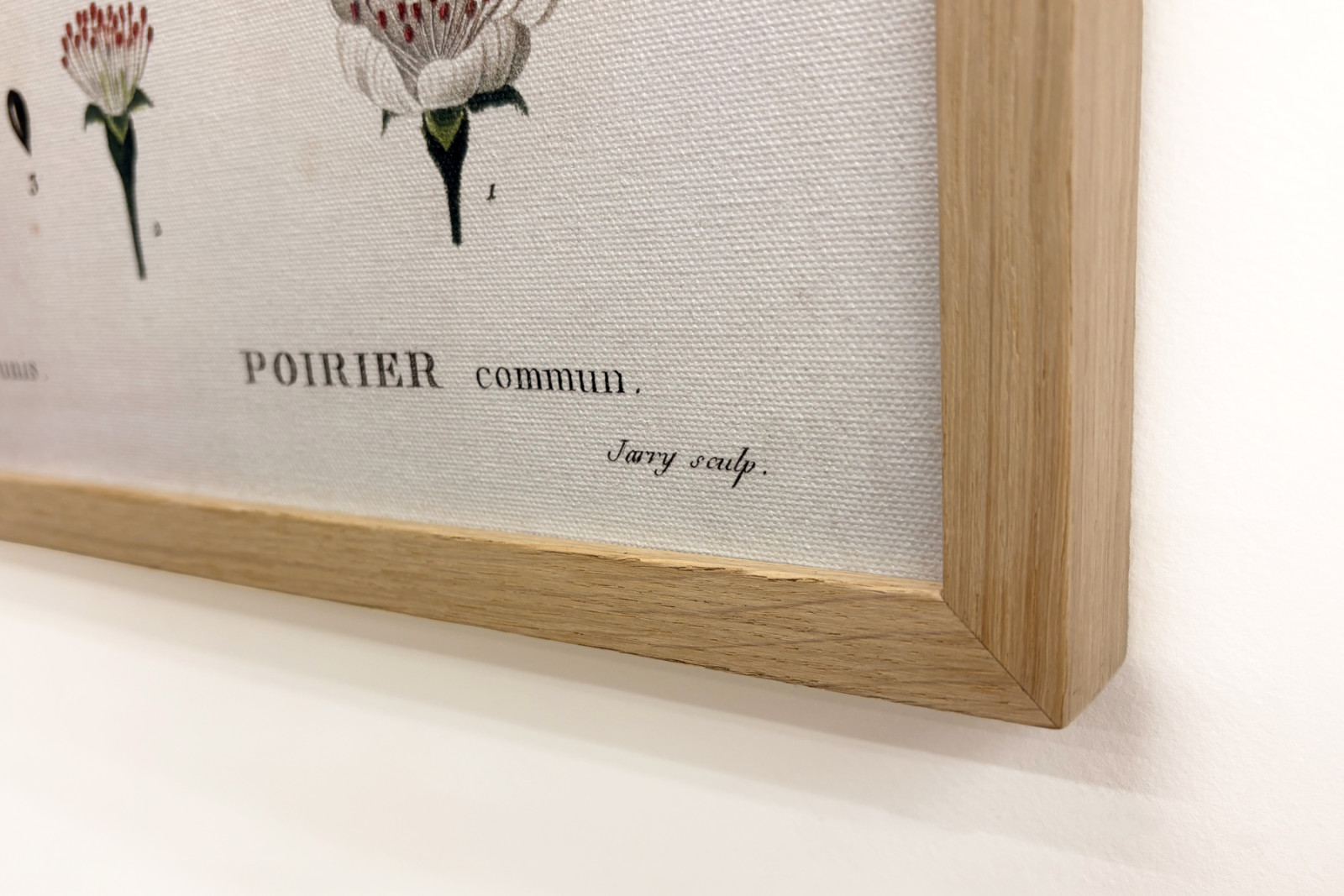 Poirier - a „” New Duhamel du Monceau-ban vagy a Franciaországban tenyésztett fákról és cserjékről szóló értekezésben””, ábrák P. J. Redoute és P. Bessa, Párizs rajzai szerint - Pierre Joseph (after) Redoute