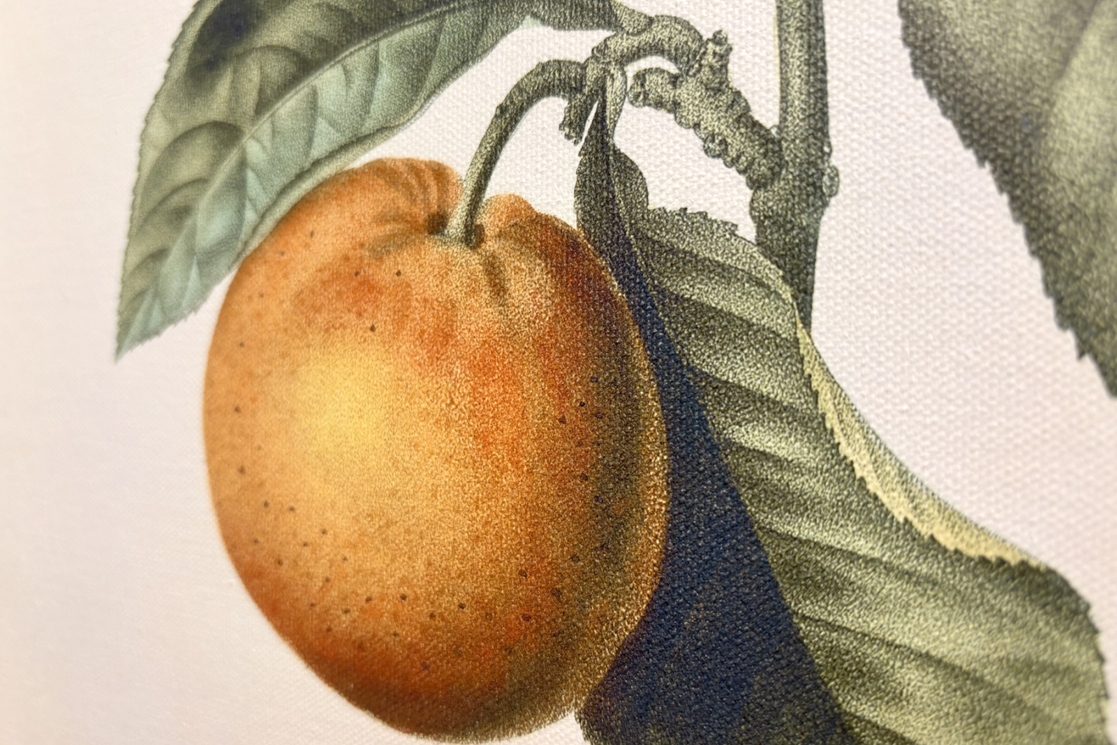 Keserű narancs (Citrus aurantium) ibolya gyümölccsel, Pierre Joseph Redoute (1759-1840) - Pierre-Joseph Redouté