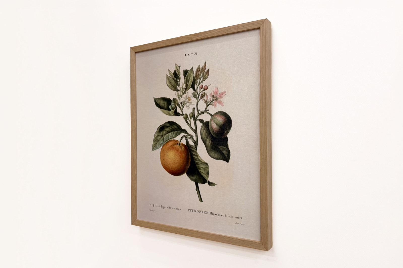 Keserű narancs (Citrus aurantium) ibolya gyümölccsel, Pierre Joseph Redoute (1759-1840) - Pierre-Joseph Redouté