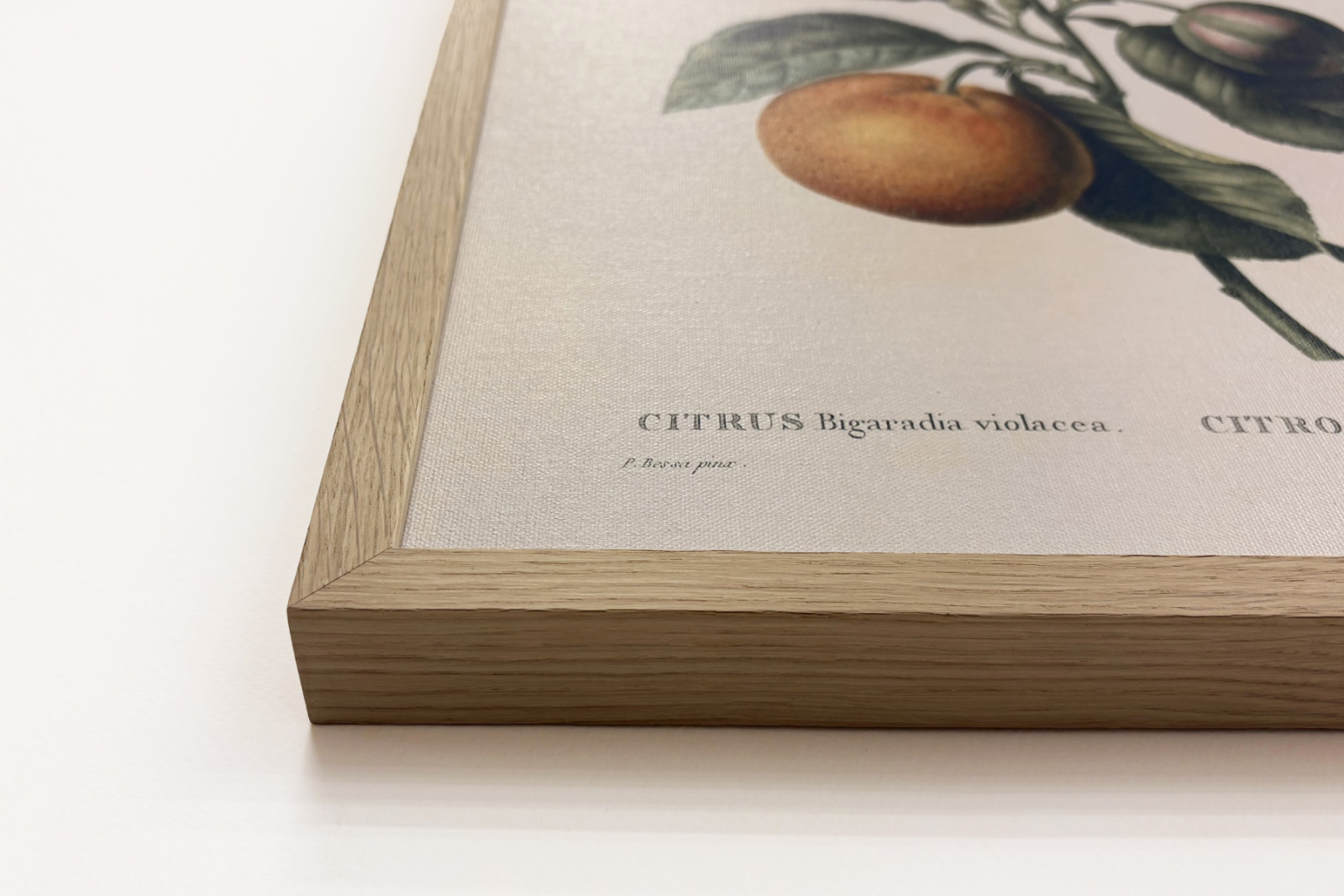 Keserű narancs (Citrus aurantium) ibolya gyümölccsel, Pierre Joseph Redoute (1759-1840) - Pierre-Joseph Redouté