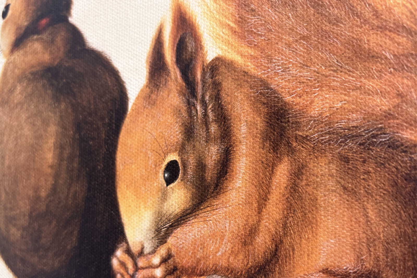Mókusok, 1512 (tempera pergamen) - Albrecht Dürer