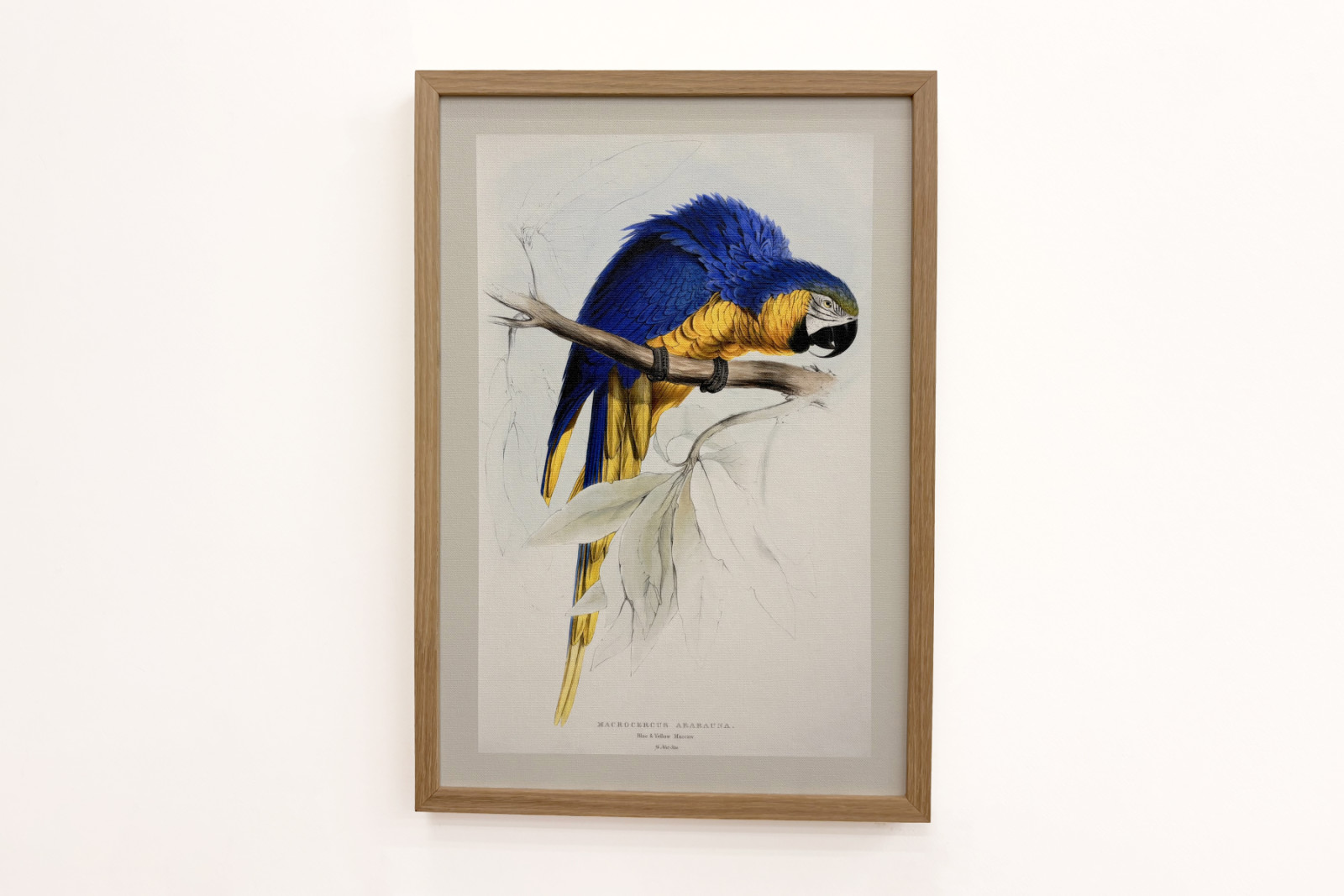 Ararauna útvonal - Edward Lear