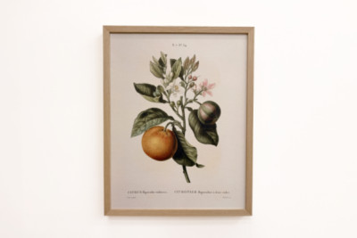Keserű narancs (Citrus aurantium) ibolya gyümölccsel, Pierre Joseph Redoute (1759-1840)