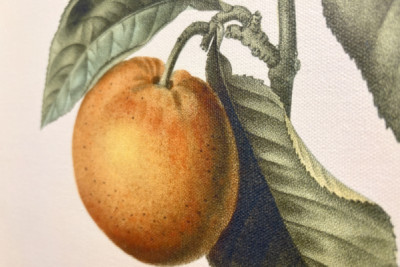 Keserű narancs (Citrus aurantium) ibolya gyümölccsel, Pierre Joseph Redoute (1759-1840)