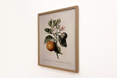Keserű narancs (Citrus aurantium) ibolya gyümölccsel, Pierre Joseph Redoute (1759-1840)
