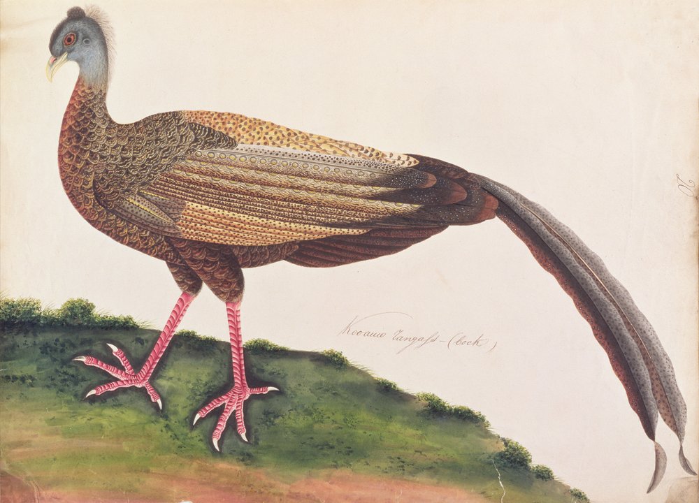 Nagy Argus, a Madarak rajzaiból, 1805-1818 körül (wc papíron) alkotó: Chinese School