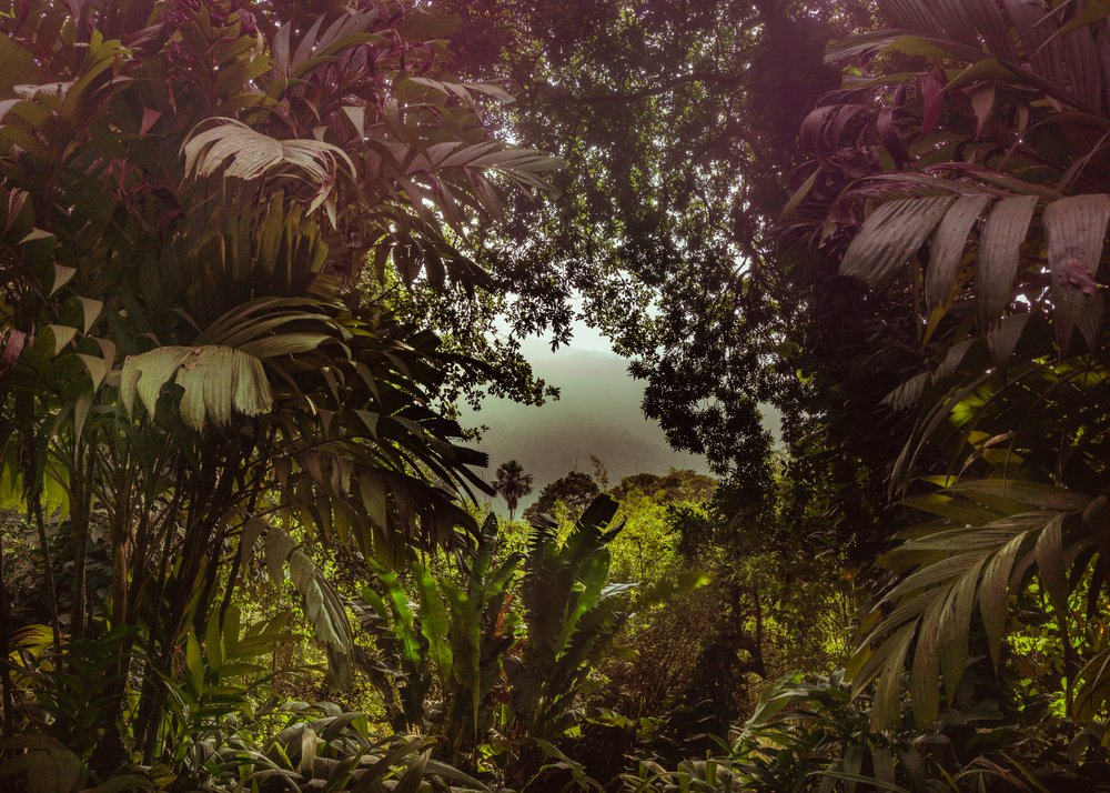 Tijuca Forest XXXVII, 2024 (digitális fényképezés) alkotó: Antonio Schubert
