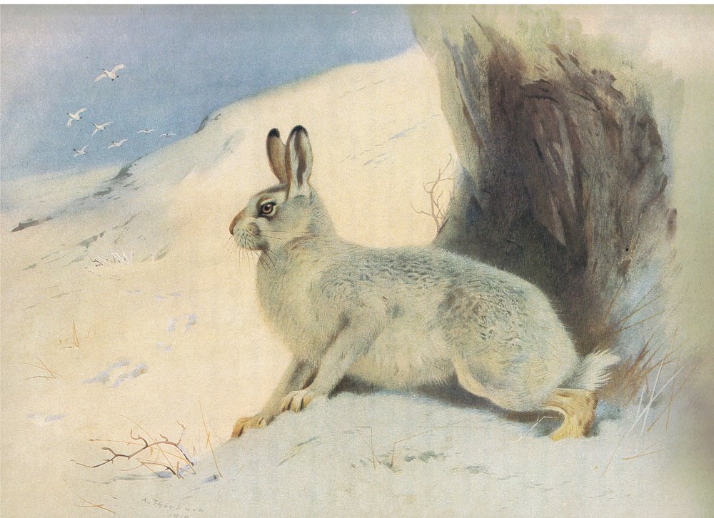 The Mountain Hare in winter, a Thorburns Mammalsból, amelyet a Longmans and Co adott ki, c. 1920 alkotó: Archibald Thorburn