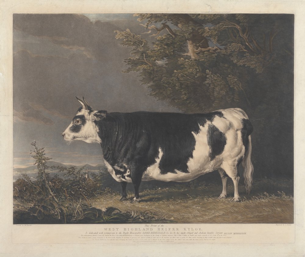 Kyloe, a West Highland-i üsző alkotó: Charles Turner
