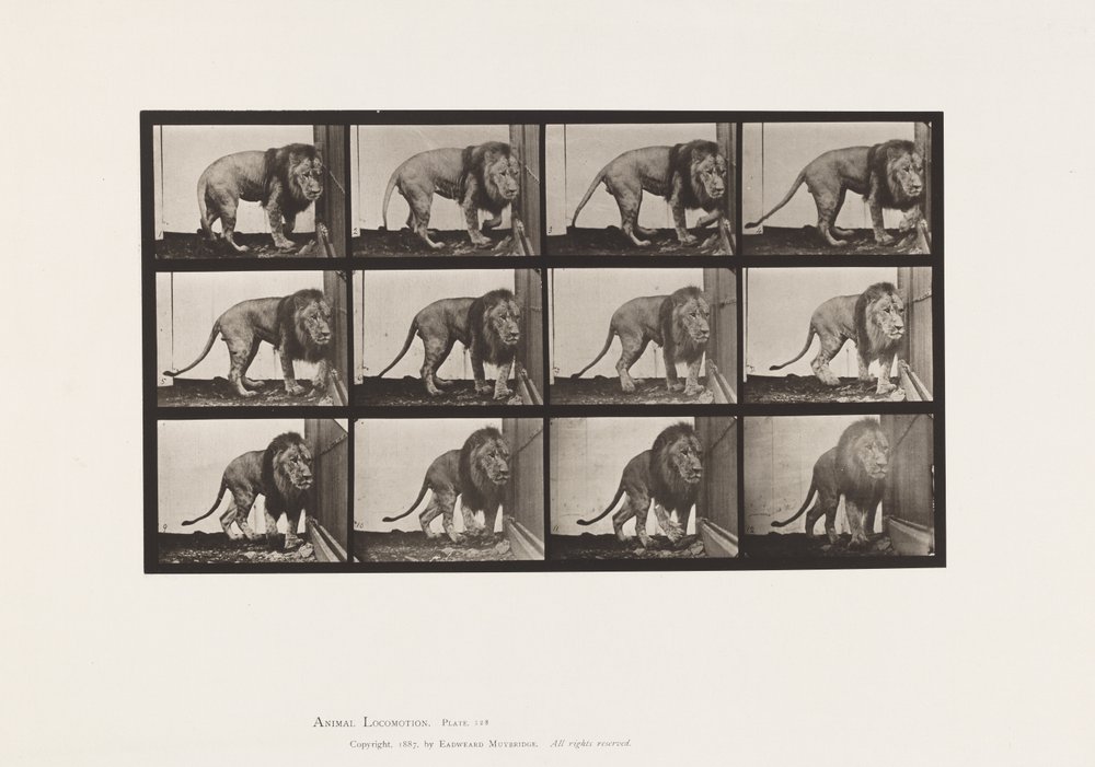 tábla 723. Oroszlán; Séta, megfordulás alkotó: Eadweard Muybridge