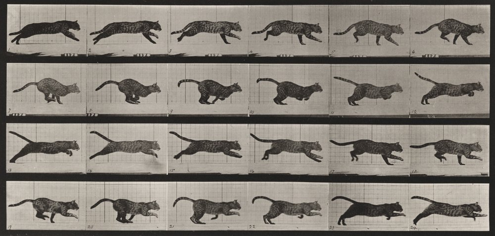 720. számú tábla. Macska; vágtázva alkotó: Eadweard Muybridge