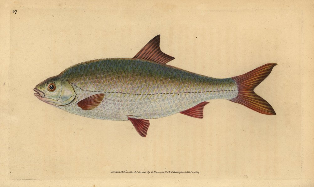 Roach, Rutilus rutilus (Cyprinus ritulus). Kézi színű rézlemez, amelyet Edward Donovan rajzolt és vésett a British Fishes, Donovan és F.C. Natural History című művéből. és J. Rivington, London alkotó: Edward Donovan