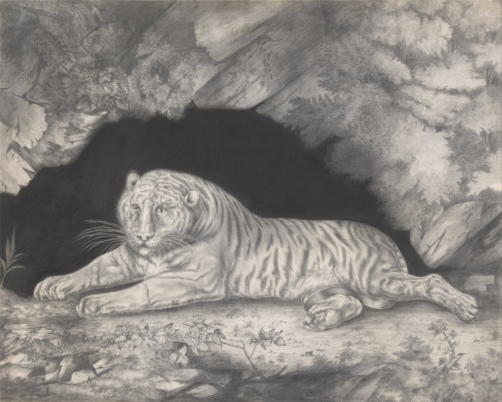 Egy tigris fekszik egy barlang bejáratában alkotó: Elizabeth Pringle