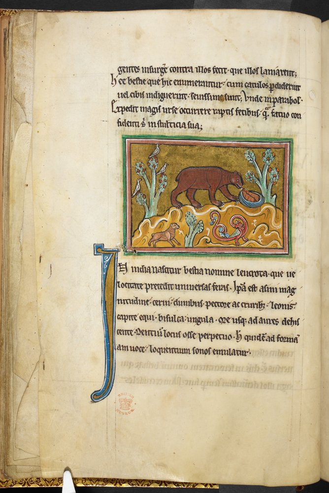 Királyi 12 F.XIII, f.22v Egy medve nézi a kölyköket.  Bestiary (ff. 3-141), Lapidary (ff. 141v-149)  13. század 2. negyede alkotó: English School