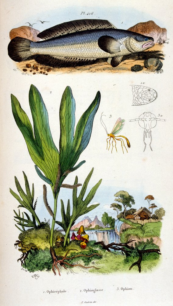 F. E. Guerin botanikai és zoológiai illusztrációja. A Dictionnaire pittoresque d