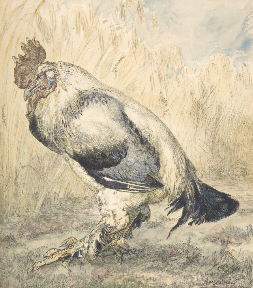 Az öreg kakas, 1882 körül. alkotó: Felix Bracquemond