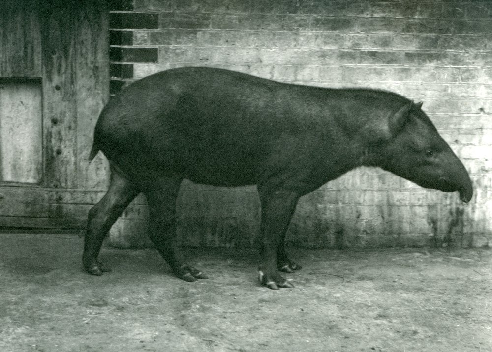 Egy brazil vagy dél-amerikai tapír a londoni állatkertben, 1922. szeptember (bw fotó) alkotó: Frederick William Bond