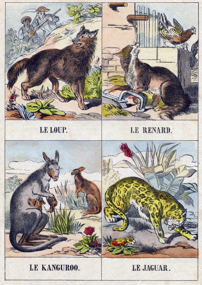 Farkas; Róka; Kenguru ; Jaguár. Metszet „Buffon Alphabet des Animaux". 3. sorozat N 1. Epinal képalkotása, Epinal, 19. század vége. 16 oldal. Mérete: 28x21 cm alkotó: French School