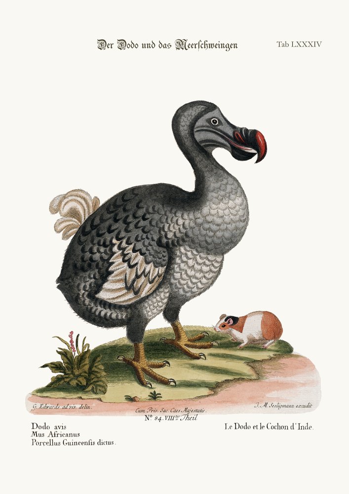 A dodó és a tengerimalac, 1749-73 alkotó: George Edwards