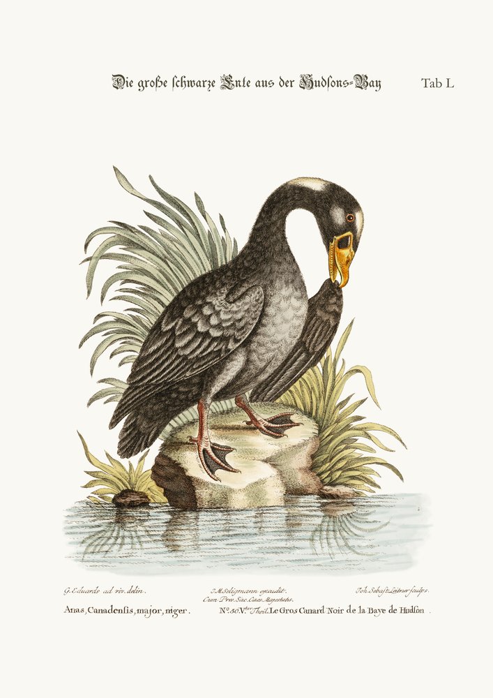 A Hudson-öböl nagy fekete kacsája, 1749-73 alkotó: George Edwards