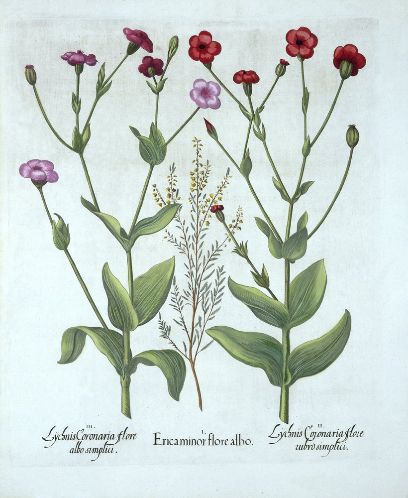 Heather and Two Kinds of Lychnis, Hortus Eystettensis, Basil Besler (1561-1629), pub. 1613 (kézzel színezett metszet) alkotó: German School
