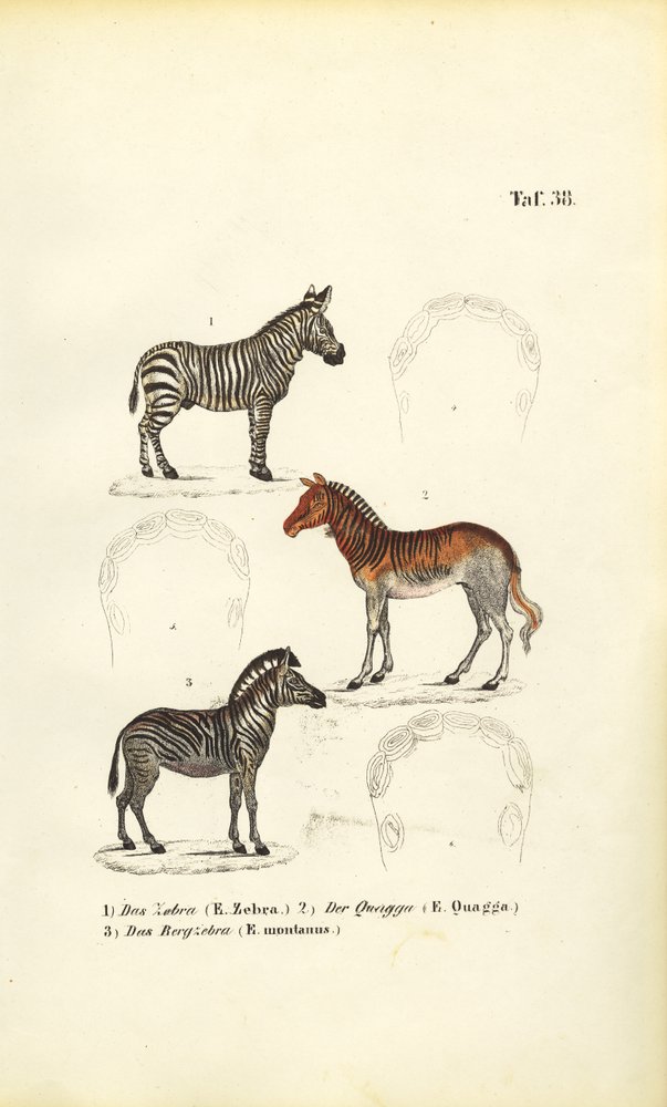 Három zebrafaj alkotó: J. W. Tenhaeff