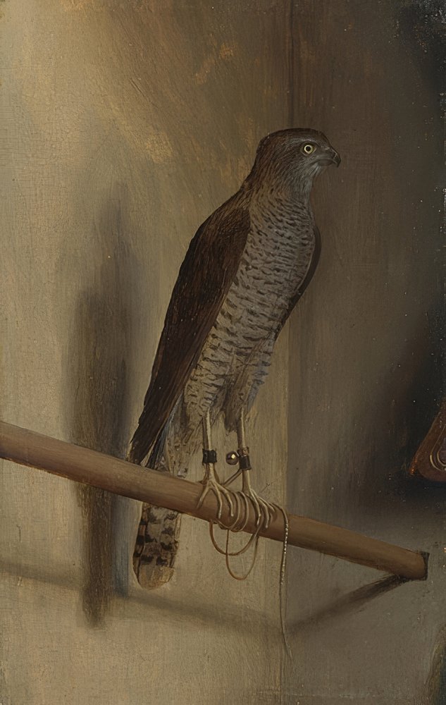 Egy pacsirta. 1510-es évek alkotó: Jacopo de Barbari