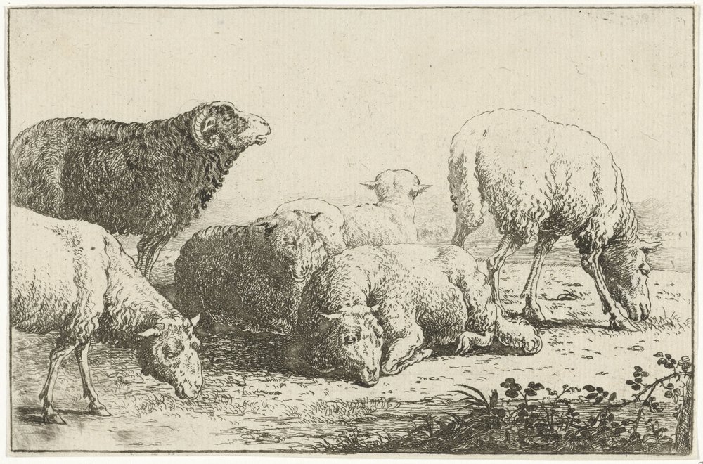 Juh Állatok (sorozat címe) Zoographiam (sorozat címe) alkotó: Jan van den Hecke