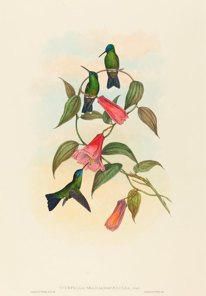 Eucephala smaragdocaerulea Gould
