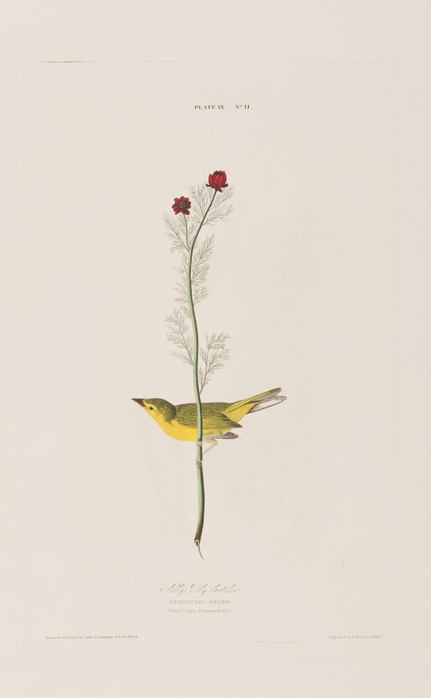 Illusztráció a "Birds of America"-ból alkotó: John James Audubon