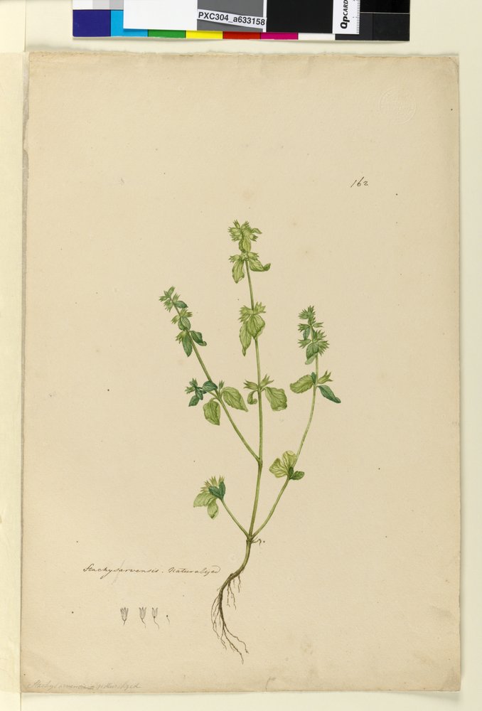 162. oldal Stachys arvensis, c.1803-06 (wc, toll, tinta és ceruza) alkotó: John William Lewin
