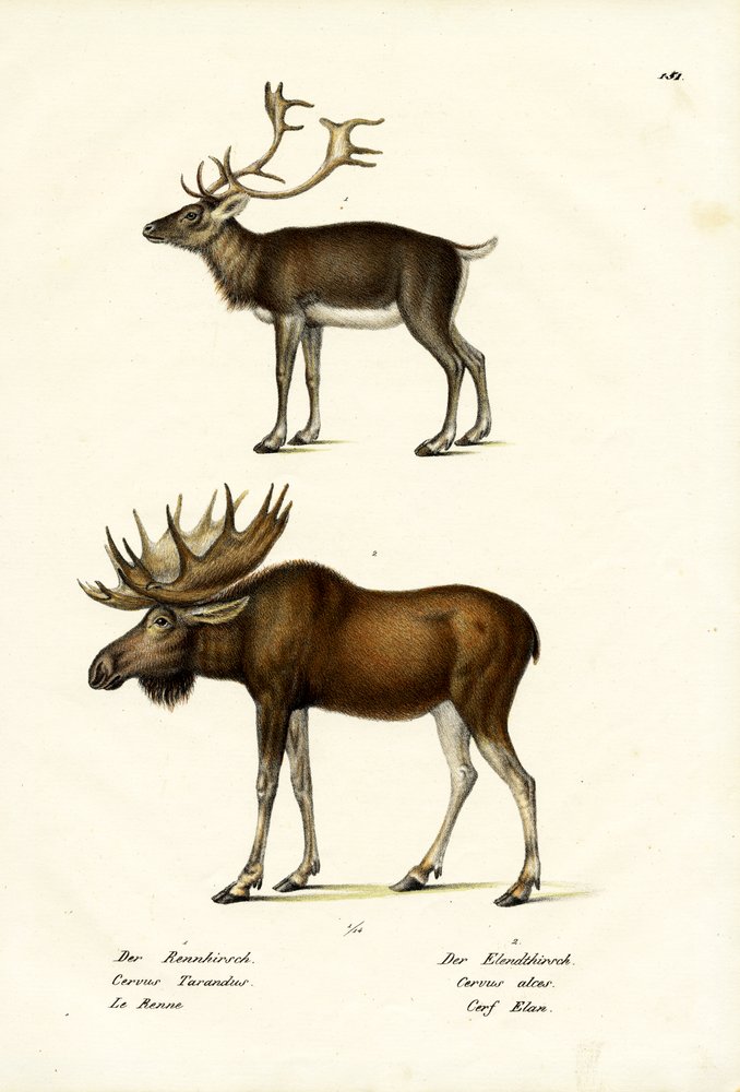 Caribou, 1824 alkotó: Karl Joseph Brodtmann
