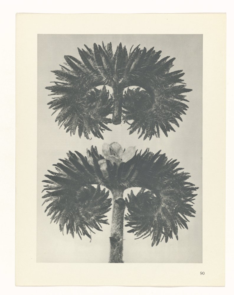 terv tanulmány A művészet archetípusai (sorozat címe) alkotó: Karl Blossfeldt