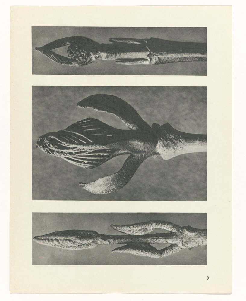 terv tanulmány A művészet archetípusai (sorozat címe) alkotó: Karl Blossfeldt