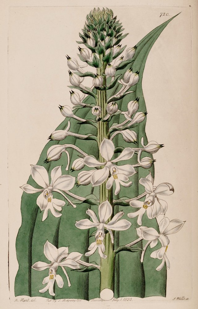 Illusztráció: Calanthe triplicata (syn. Calanthe veratrifolia) (virágzat) alkotó: M. Hart