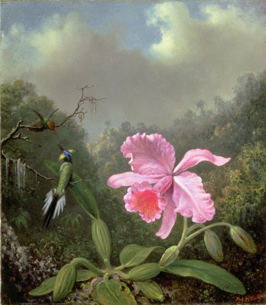 Csendélet orchideával és egy kolibripárral, az 1890-es évek körül alkotó: Martin Johnson Heade