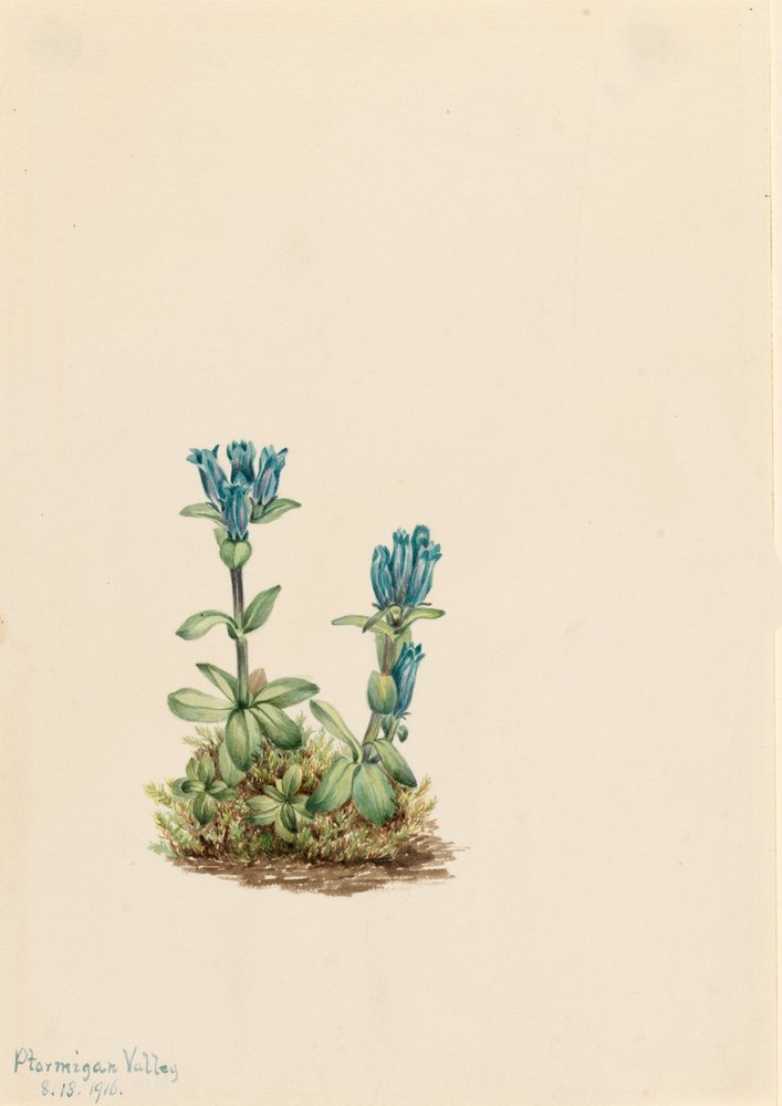 Kékzöld gentian Gentiana glauca, 1916. alkotó: Mary Vaux Walcott