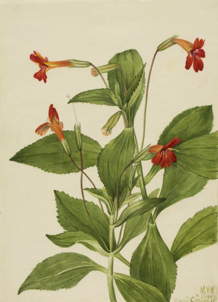 Bíboros Majomvirág Mimulus cardinalis, 1927. alkotó: Mary Vaux Walcott