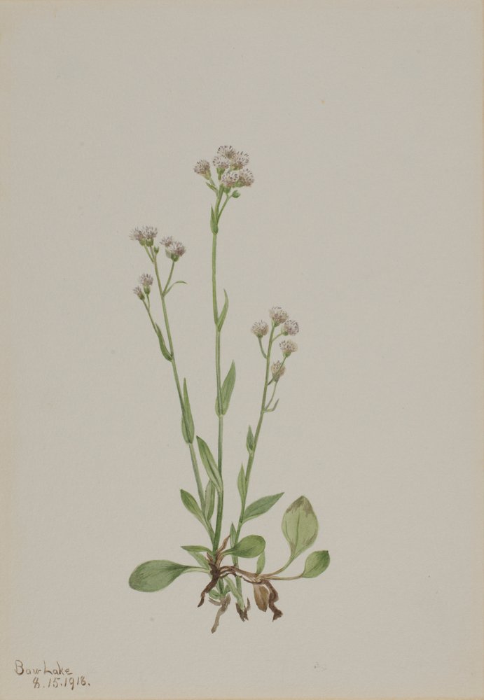 Macskatalpak (Antennaria racemosa) alkotó: Mary Vaux Walcott