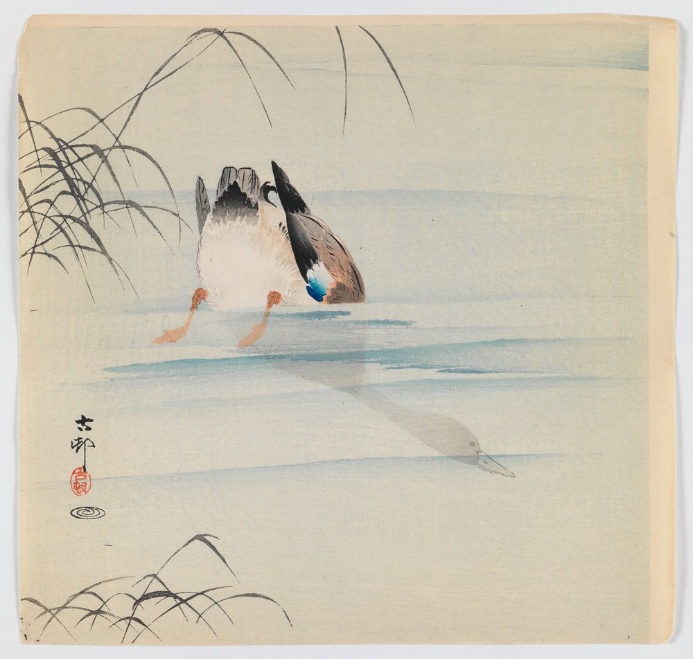 Búvártőkés réce, 1910 körül (fatömb színes nyomat) alkotó: Ohara Koson