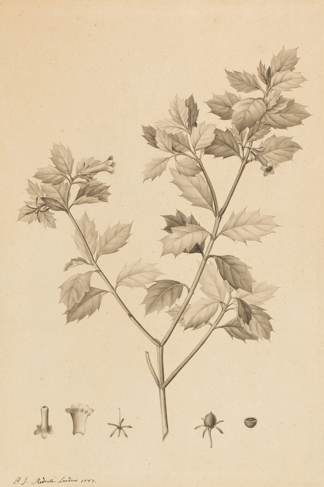 Desfonainia Spinosa, 1787 (ecset és szürke mosás, papírra, kártyára fektetve) alkotó: Pierre-Joseph Redouté