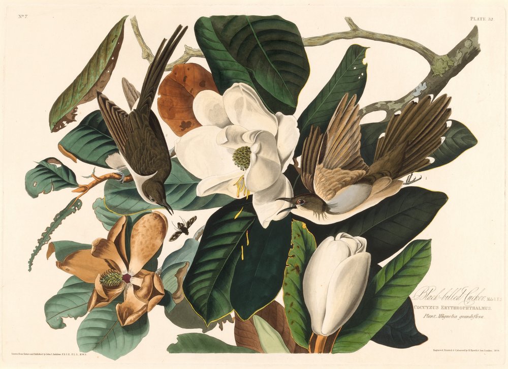 Fekete csőrű kakukk, 1828 alkotó: Robert Havell