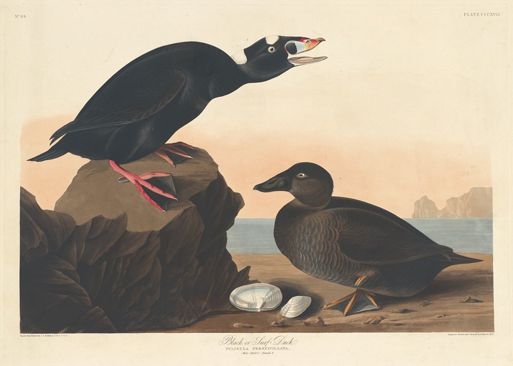 Fekete réce vagy szörfös réce, 1836 alkotó: Robert Havell
