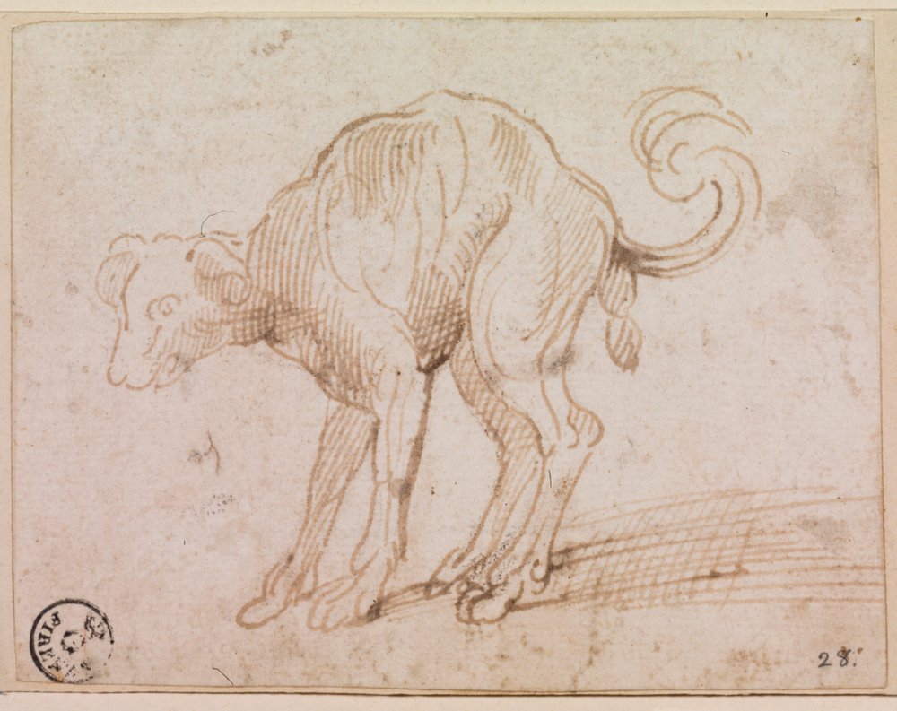 Részlet egy kutyáról, amint átkel a Vörös-tengeren (toll és tus, papír) alkotó: Titian (c.1488-1576)