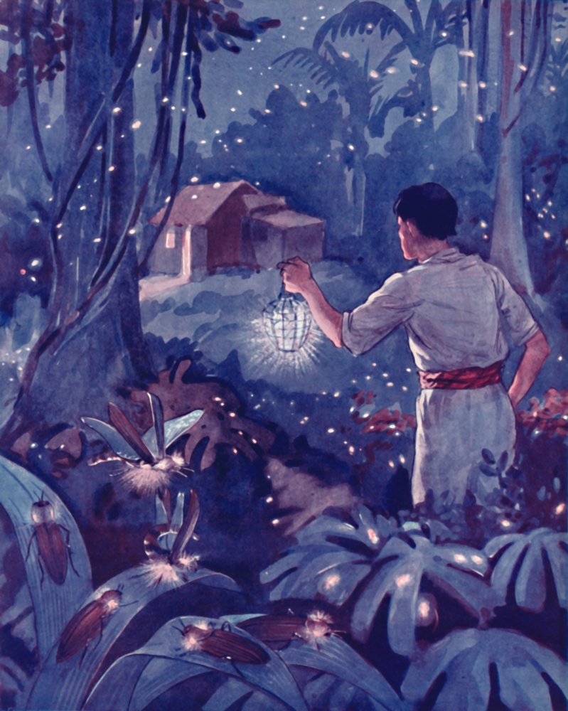 Trópusi szentjánosbogarak, mint táncoló fénypontok, 1935 alkotó: Unbekannt