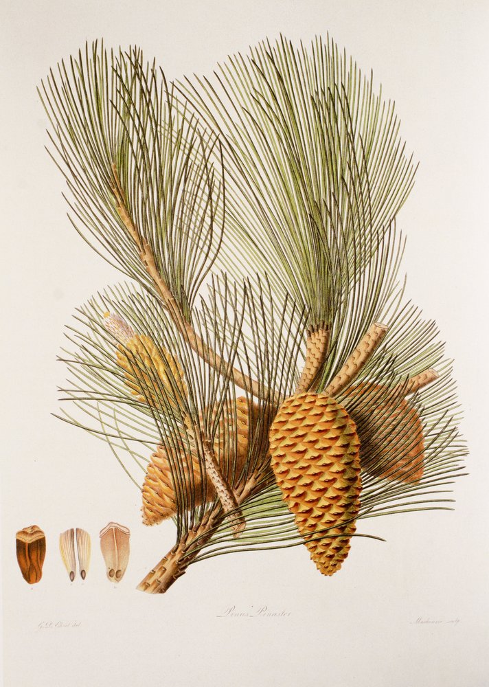 Pinus pinaster/Sea Pine/Maritime Pine alkotó: Unbekannt