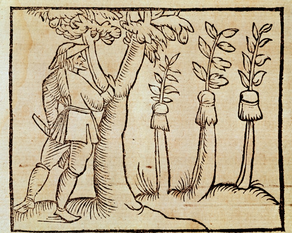 A fák oltása, a De Agricoltura Vulgare illusztrációja, Pier Crescenzio (1233-1320), Velencében megjelent kiadás alkotó: Unknown artist