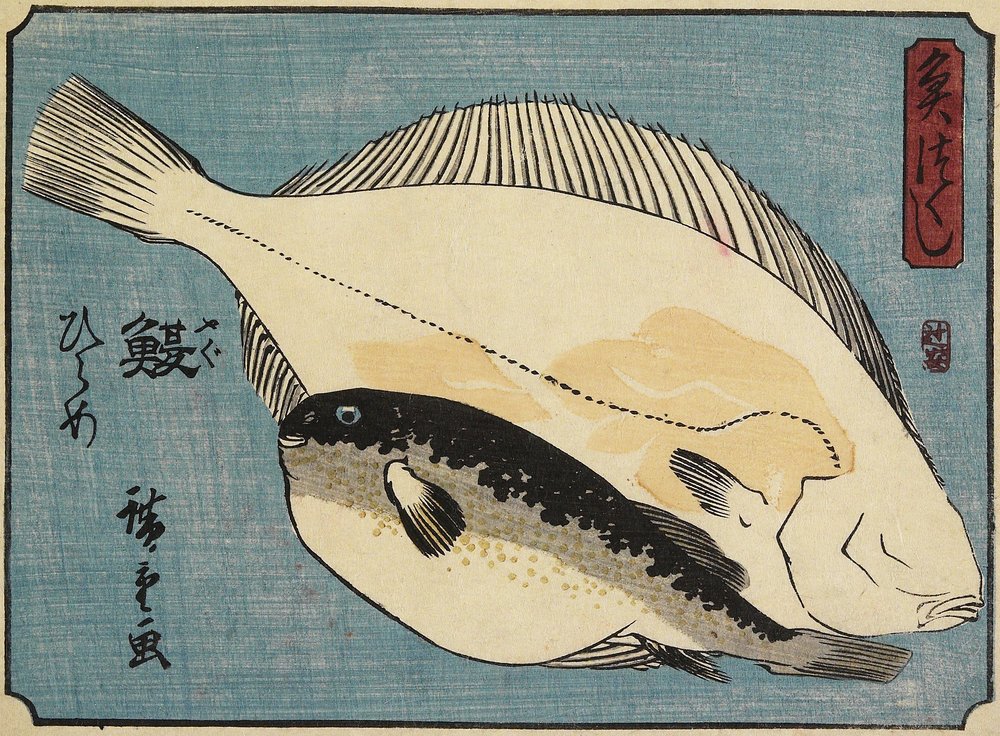 Gömbhal és lepényhal, 1830-1844 alkotó: Utagawa Hiroshige