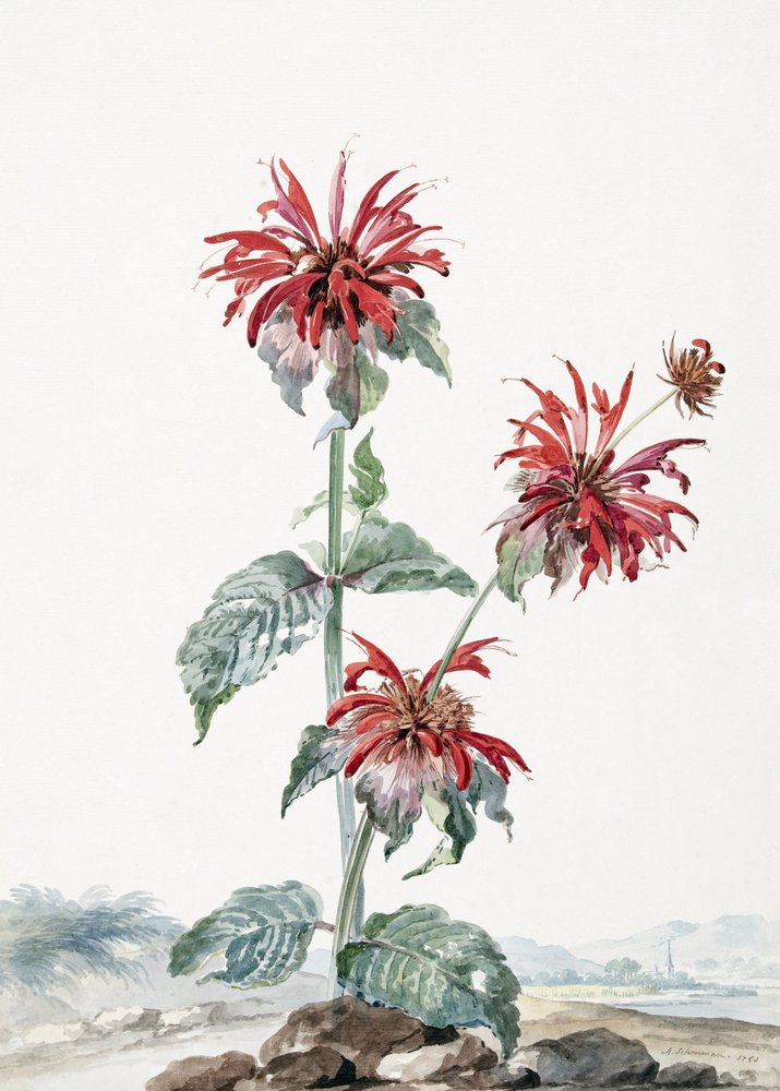 Egy vörös bergamott a tájban alkotó: Aert Schouman