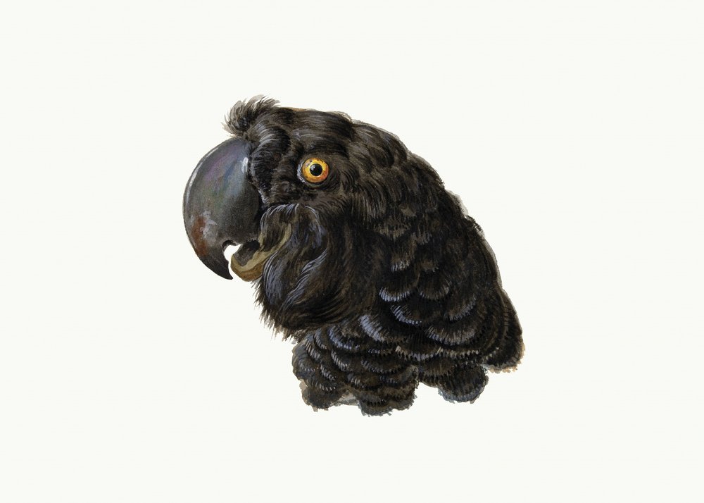 Kakadu alkotó: Aert Schouman